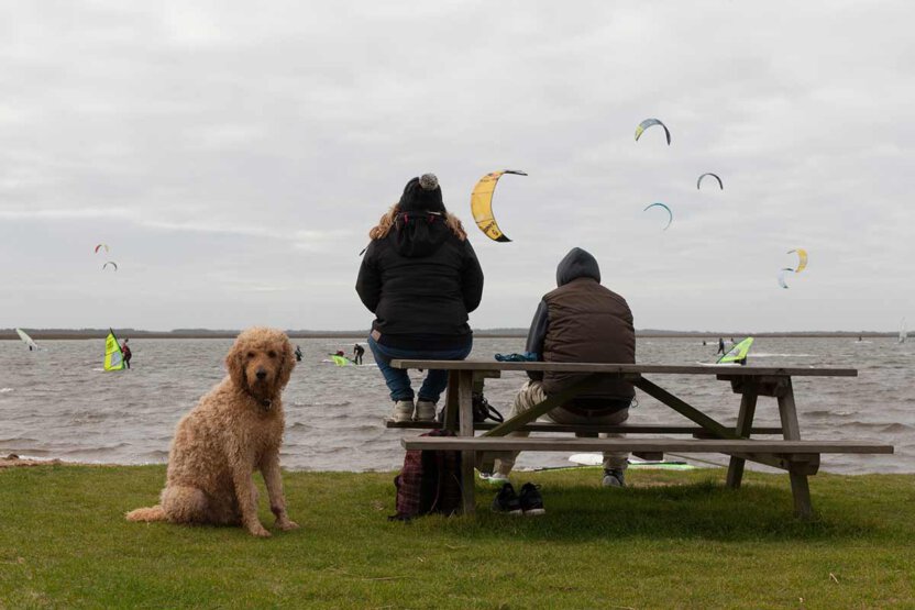 Strandszene mit Hund in Dänemark